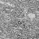 An electron micrograph of the white matter region in an ASC-preserved region of a pig’s brain.